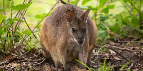 Swamp Wallaby