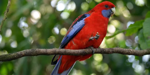 Crimson Rosella