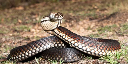 Highlands Copperhead