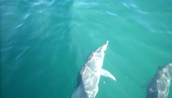 Original 10004660 2539 Dolphin Wild Cruise Jervis Bay 0233 G0myqqj
