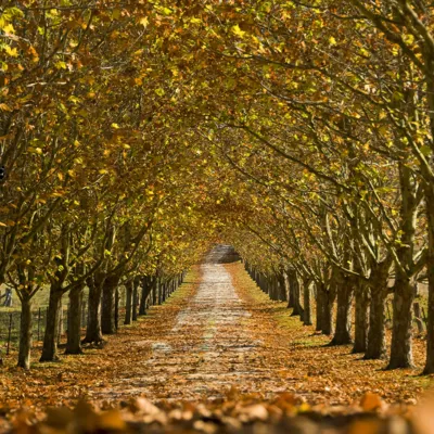 Southern Highlands Forest