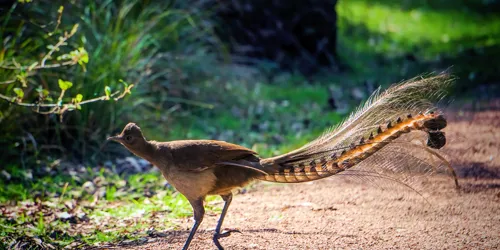 Superb Lyrebird