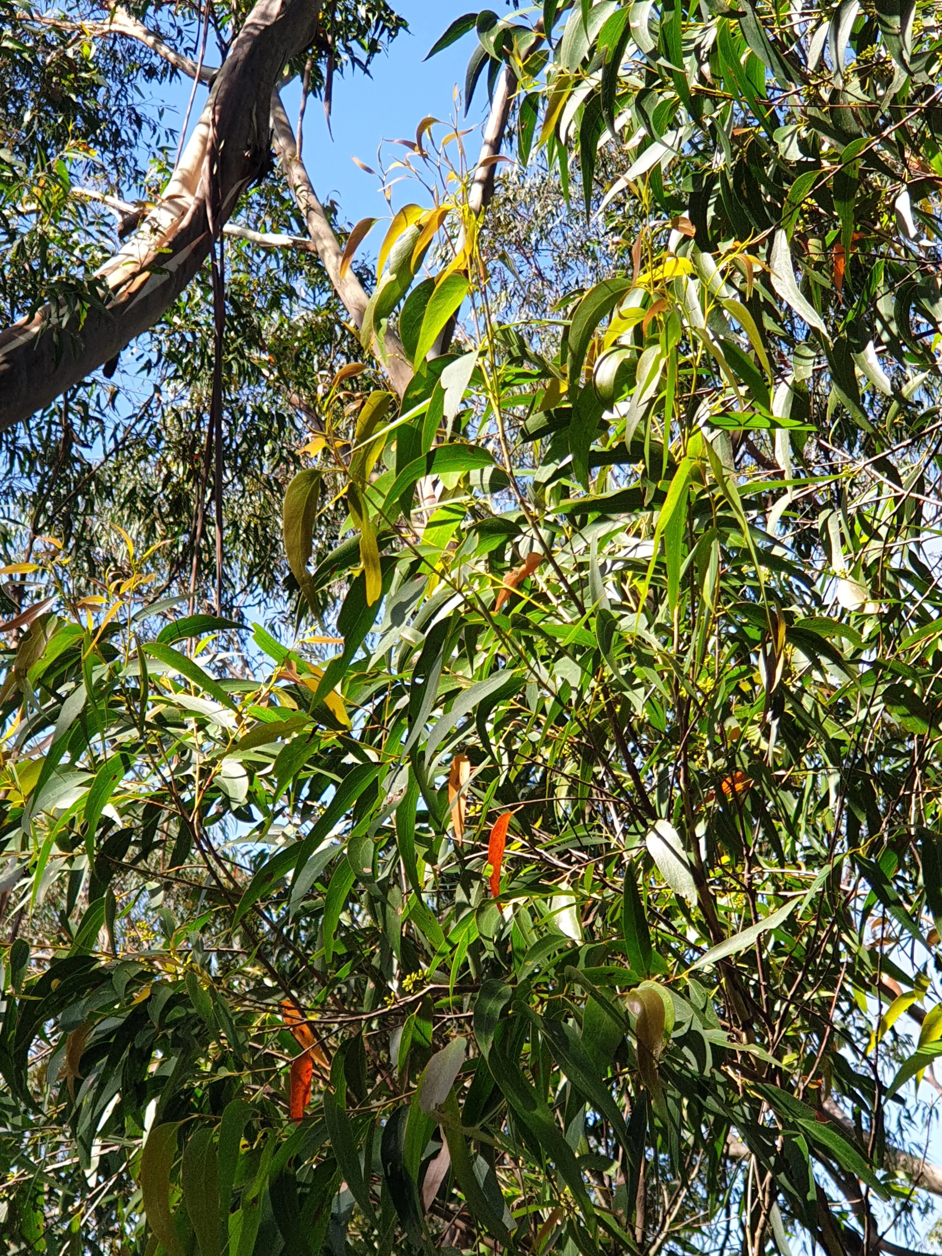 Eucalypts 2