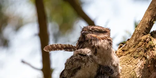 Juvenile Tawny Frogmouth