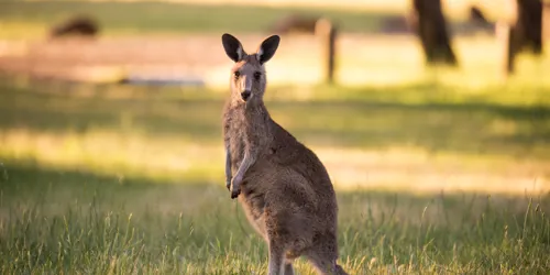 Eastern Grey Kangaroo