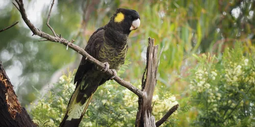 Yellow Tailed Black Cockatoo