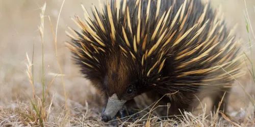 Short Beaked Echidna