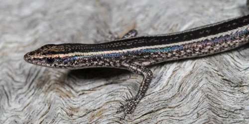 Fence Skink