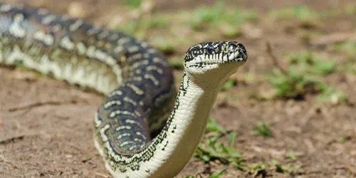 Diamond Python