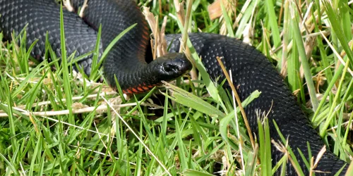 Red Belly Black Snakes