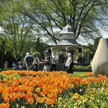 238 Tuliptime Deekramer